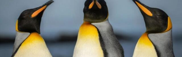 5 razloga zašto će Linux preteći Windows i macOS na desktopu – na kraju