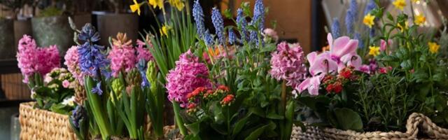 Saveti zlata vredni! Uradite ovo jednom nedeljno do proleća i biljke će vam biti zdrave