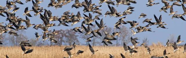 Pridružite se Međunarodnom popisu ptica vodenih staništa!