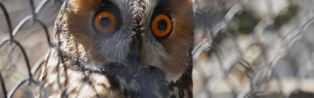 Najveća sova na svetu živi u Srbiji: Opasan je lovac, može da pojede i do 17 pilića za obrok! Imamo i snimak