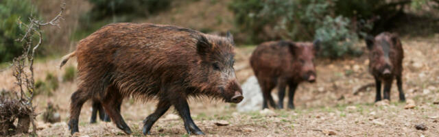 Сумња се на свињску грозницу у Каталонији