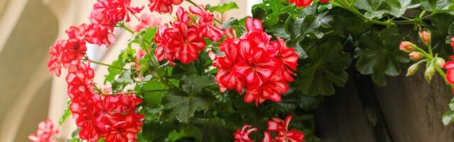 Zaboravite na muškatle: Ovo je CVEĆE koje sada SVI SADE (FOTO)