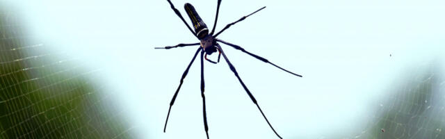 Пораст хоспитализација због уједа паука у Британији