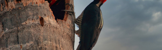 DETLIĆ NAPRAVIO HAOS U ČAČKU: Stanari kolateralna šteta, za sve krive investitora