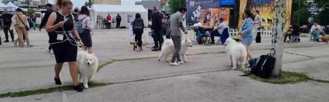 Druženje sa psima na gradskom trgu, ko udomi psa dobija sezonsku kartu za utakmice na stadionu