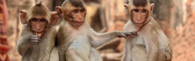 Šok: Naučnici otkrili od kada još datira prvi poljubac - Nećete verovati kad ovo vidite