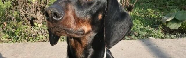 Zdrav, poslušan, miran, umiljat crnomanjasti mladi gospodin Jaza nestrpljivo čeka svog budućeg vlasnika