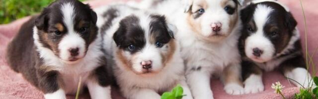 Evo zašto vaše štene jede sve što vidi: Otkrijte opasnu naviku i kako da je sprečite