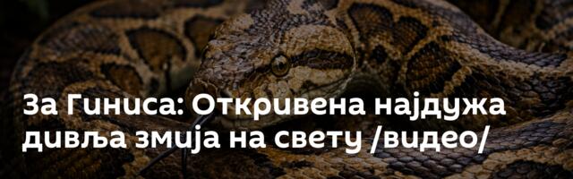 За Гиниса: Откривена најдужа дивља змија на свету /видео/