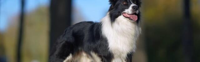 Pas čuva stado plišanih igračaka: Snimak zapalio mreže - ljudi gledaju i ne veruju (VIDEO)