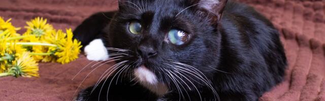 Nestvarno velike oči mačke Dorito zbunile mačkoljupce: Nema govora o tome da su delo AI, istina je OVA