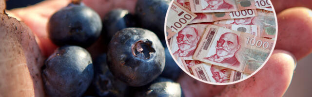 Ljudi se hvataju za glavu! Cena borovnica u Srbiji EKSPLODIRALA - kilogram skuplji od 2.000 dinara
