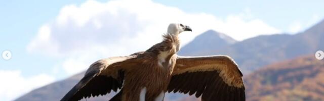 Rajka je preletela sve od Uvca do Egipta: Neverovatna priča beloglavog supa iz Srbije!