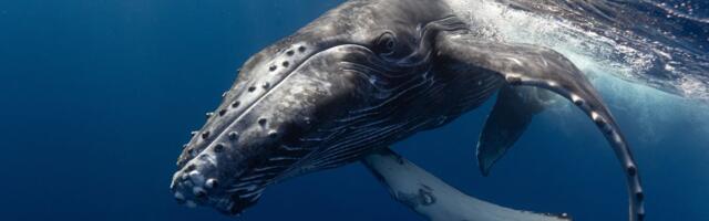 KADA KIT UGINE, ŽIVOT TEK POČINJE Na morskom dnu tada se odigrava SPEKTAKL koji traje i 50 godina