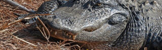 Aligator "Godzila" ulovio džinovskog pitona: Zmija dvaput veća od njega, ali je on savladao