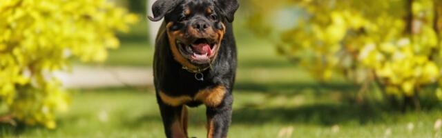 Rase pasa koje nisu za decu: Roditelji, dobro razmislite pre nego što ih uvedete u dom (FOTO)