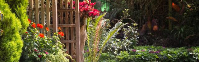 Nemate osunčanu baštu? Ovo cveće uspeva u hladu i cveta bez prestanka