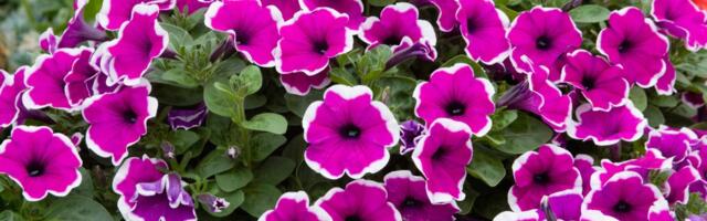 Šta se seje i sadi u aprilu od cveća: Sad posađeno, cvetaće sve do septembra!