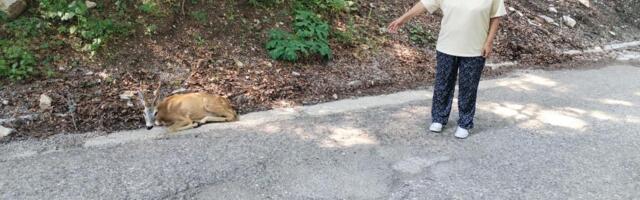 Tužan prizor na Tari: Posetioci na ivici suza - "Ljudi su zastajali i sa tugom posmatrali, nadamo se da će neko da reaguje" (FOTO)