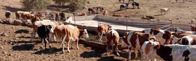 Крдо са 1.000 крава и коња умире од жеђи на Сувој планини, сточари апелују за помоћ