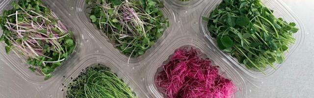 Kako da sami uzgajate mikrobilje, superfood trend koji ne zahteva da imate baštu