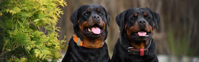 Četiri najveće razlike između mužjaka i ženki pasa: Nova studija otkriva ko je hrabriji, a ko poslušniji