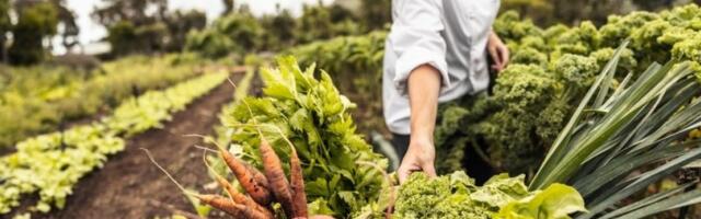 Bašta buja, puževi golaći i korov nestaju: Ljuske ove grickalice svi bacamo, a spas su za zemlju