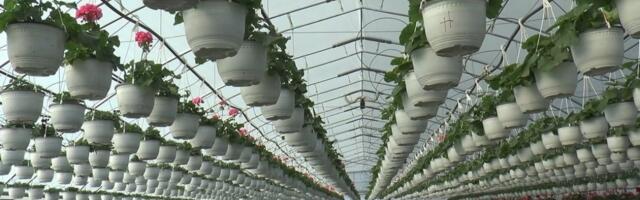 Stižu prve pare: Za biznis porodice iz Topole mart je ključan