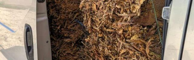 OŠTETIO BUDŽET DRŽAVE ZA VIŠE OD 4,4 MILIONA! Uhapšen švercer kod Rume: Policija mu u kombiju pronašla 540 KILOGRAMA ovoga! (FOTO)