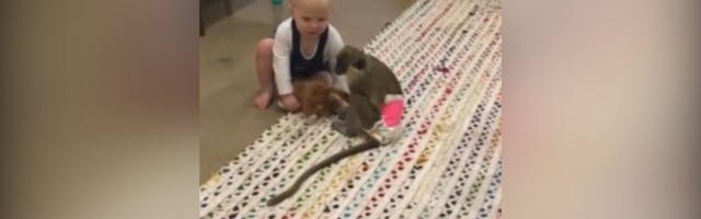 KAKVA LJUBAV! Majmun i beba dele igračke (VIDEO)
