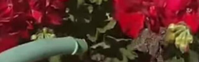 Spasite cveće od vrućina: Ubacite 1 neobičan sastojak u vodu za zalivanje i bujaće do besvesti
