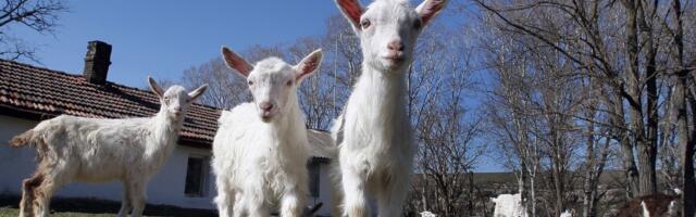 Potvrđeno žarište boginja ovaca i koza u Raški