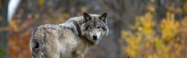 Kako je 14 vukova potpuno izmenilo ekosistem?!