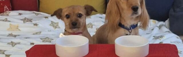 Udomljeni psi Voja i Mila sedeli za istim stolom sa svojom porodicom i proslavili Badnje veče i Božić