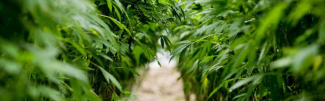 Откривена плантажа канабиса у старом руднику цинка