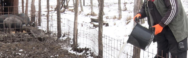 Vojvođanin koga je put vodio preko Švedske do Kremana: Osećam da pripadam ovde (VIDEO)