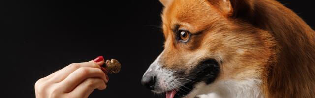 Koje orašaste plodove psi smeju da jedu?