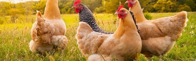 Organsko stočarstvo: kontrola organske proizvodnje