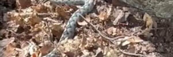 "ČEKA PRVOG KOJI ĆE DOĆI U JAPANKAMA" Snimak poskoka na Velebitu uliva strah u kosti: Ljudi u neverici gledaju - u slučaju ugriza JEDNA STVAR JE KLJUČNA (VIDEO)