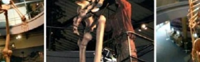 Otkrivena skrivena istorija: izloženi džinovski kosturi visoki 7 metara!