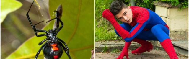 Dečak dozvolio crnoj udovici da ga ugrize u nadi da će postati Spajdermen