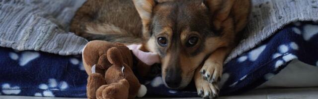 Zašto neki psi "hordaše": PET IZNENAĐUJUĆIH RAZLOGA ovog ponašanja, OVA rasa najsklonija gomilanju