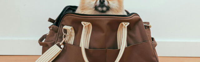 Путовање са љубимцима јефтиније за 100 евра: Србија испунила строге услове Европске комисије