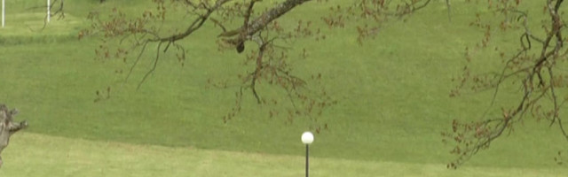 Drvo zapis "predvidelo" sve nesreće Obrenovića, a najavilo i propast Slobodana Miloševića (FOTO)