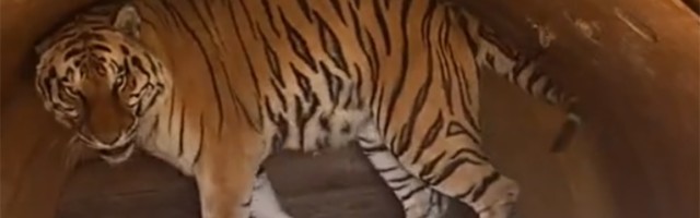 Na trajektu za Hvar među putnicima i tigar (FOTO)