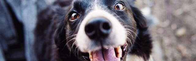 Spasite psa od toplotnog udara