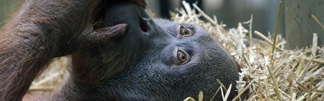 Rođeno mladunče bornejskog orangutana - posebno ugrožene vrste