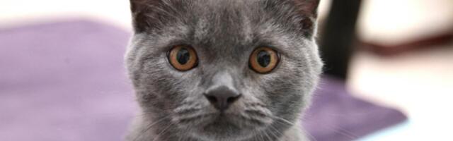 Kafić sa mačkama u Virdžiniji privremeno zatvoren: Mače izazvalo poplavu