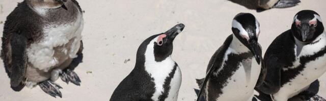 Zastrašujuće: Zbog gladi pingvini svoje mlade hrane kamenjem