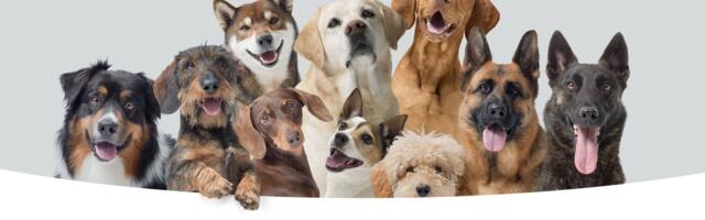 Ona radi u "vrtiću za pse", a njen odlazak s posla rastopio je srca gledalaca: Pogledajte, i vaše će!